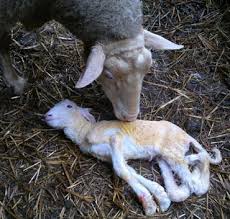 deformed lamb
